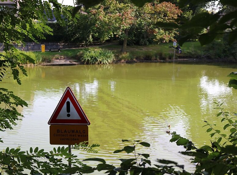 blauwalg in Loovevijver