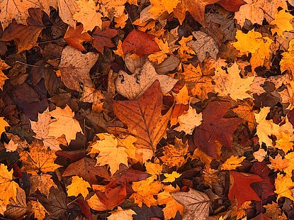 herfstbladeren