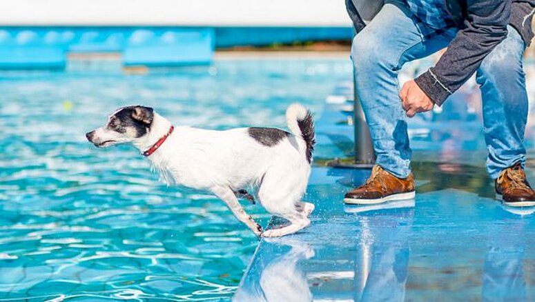 hond die in zwembad springt