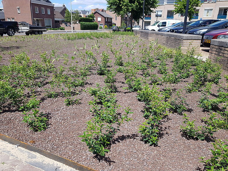 Markt bij Laan ten Roode