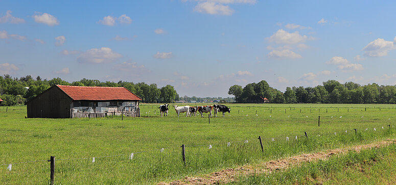 Koeien in de wei met stal