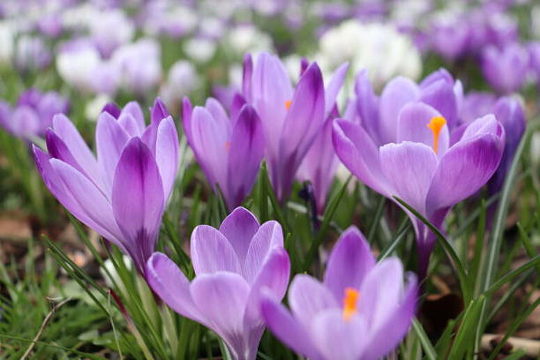 crocussen