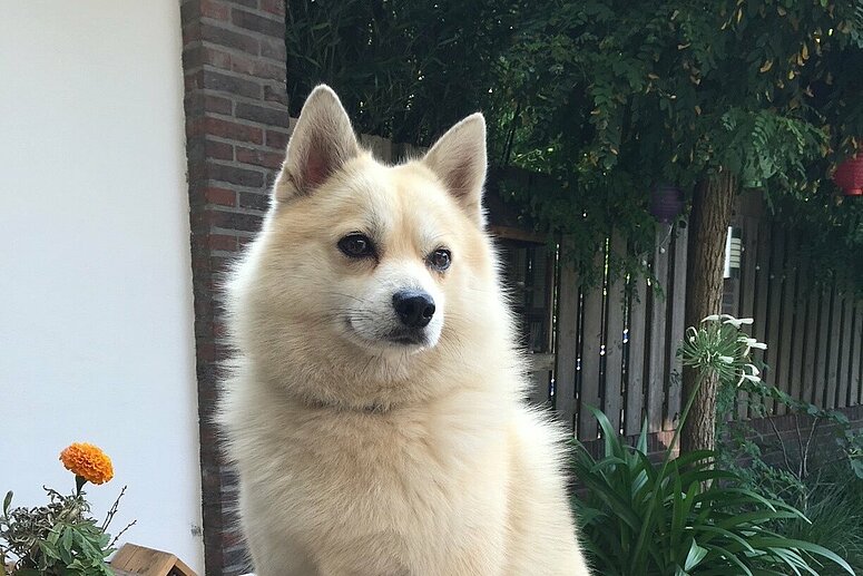 hond