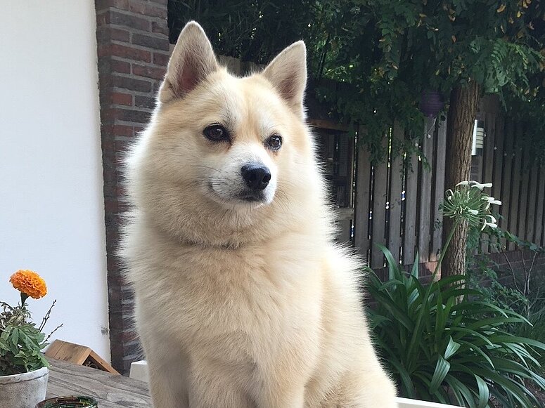 hond