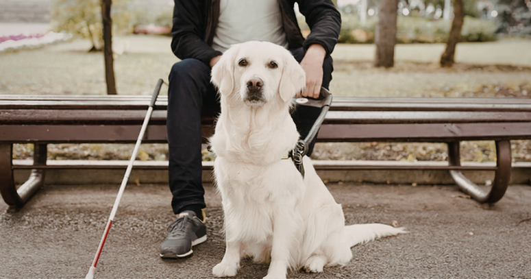 Geleide hond met man op een bankje