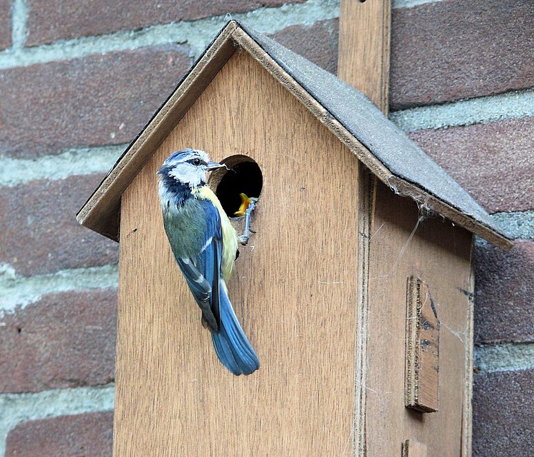 vogelhuisje tegen muur met vogel