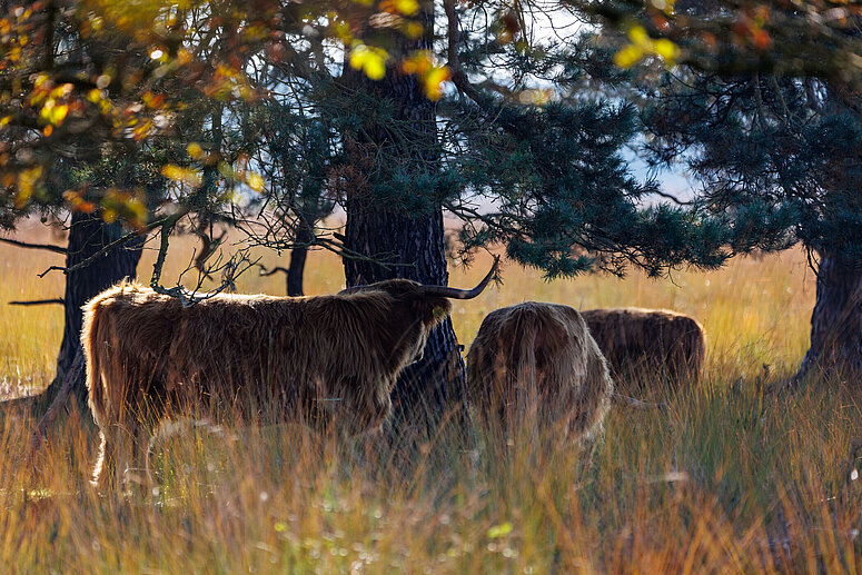 Schotse hooglanders natuur someren