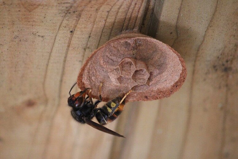 Aziatische hoornaar met nest