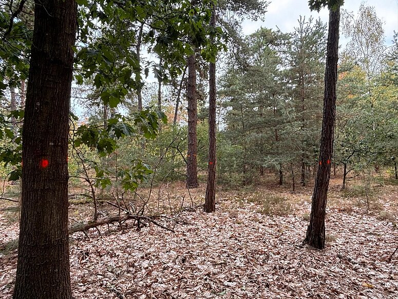 bomen in bos met oranje stip