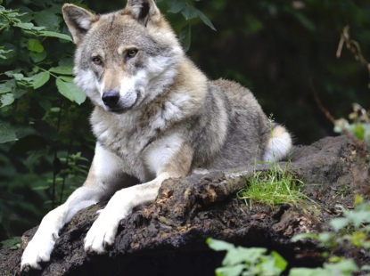 wolf